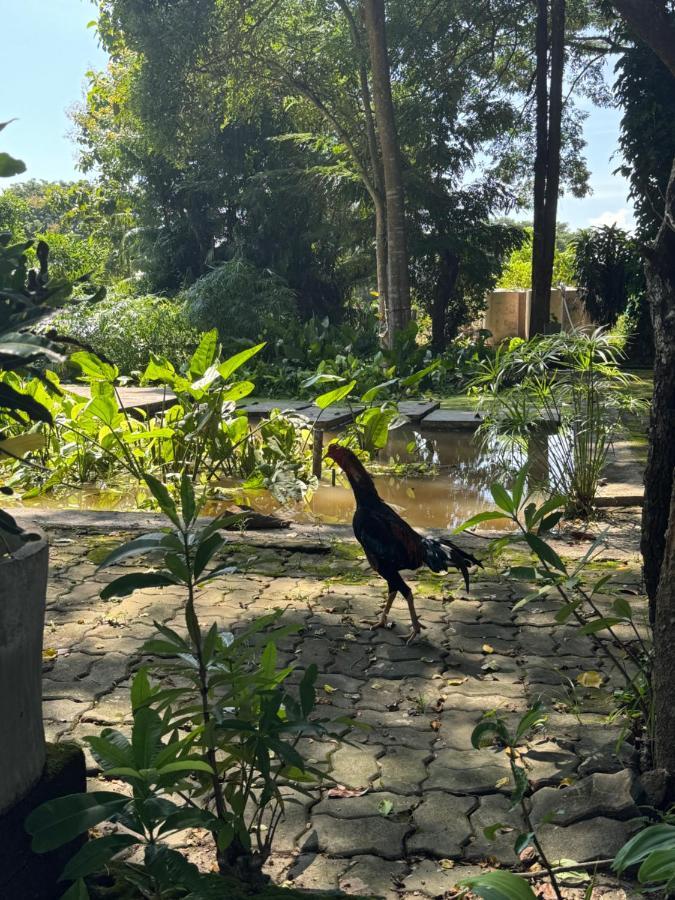 Shaya Homestay & Dorms Pai Buitenkant foto